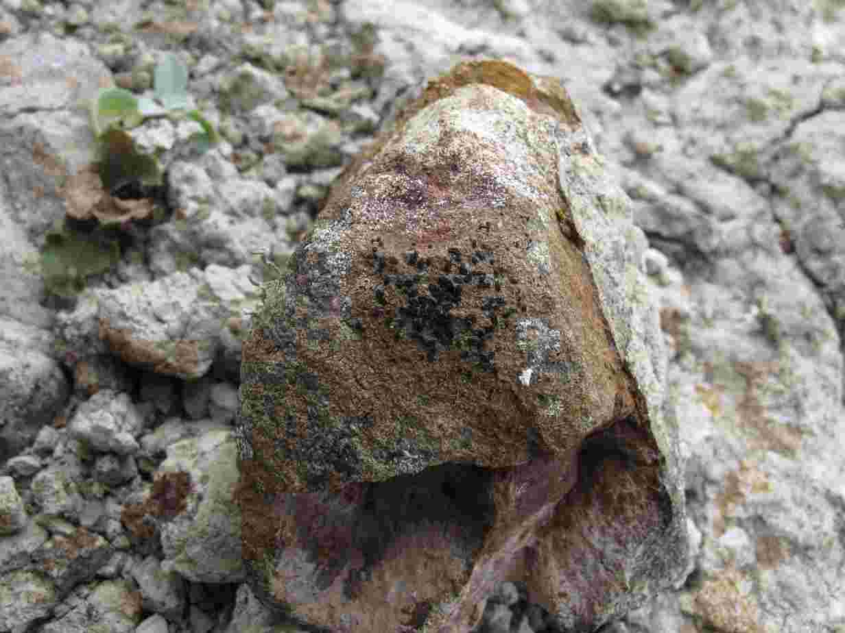 [Alyxoria subelevata]